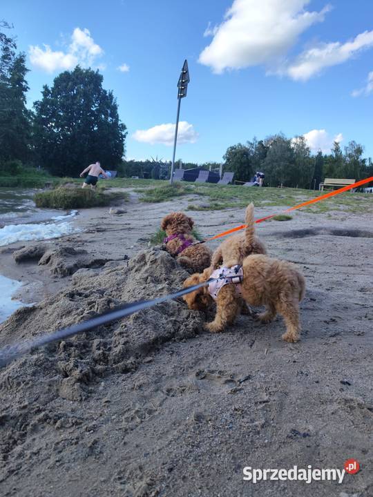 Śliczne Pieski Rasy Pudel Miniaturowy Gotowe Na