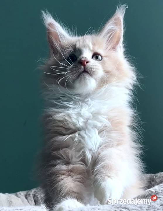 Maine Coon kocięta imporcie Linia Shaded sprzedam