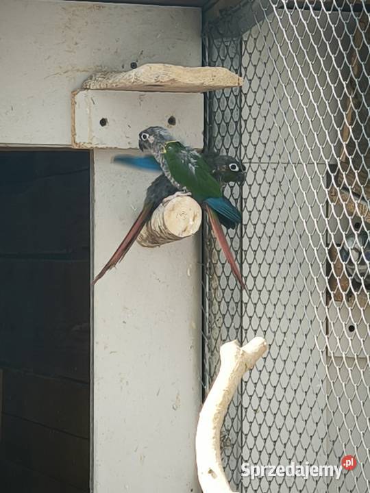 Papugi różne rodzaje Ptaki Lisia Góra