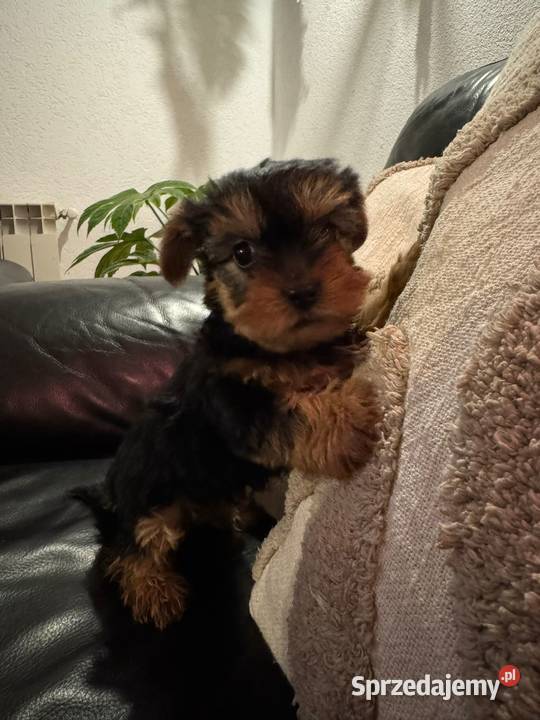 Suczka York Krościenko nad Dunajcem