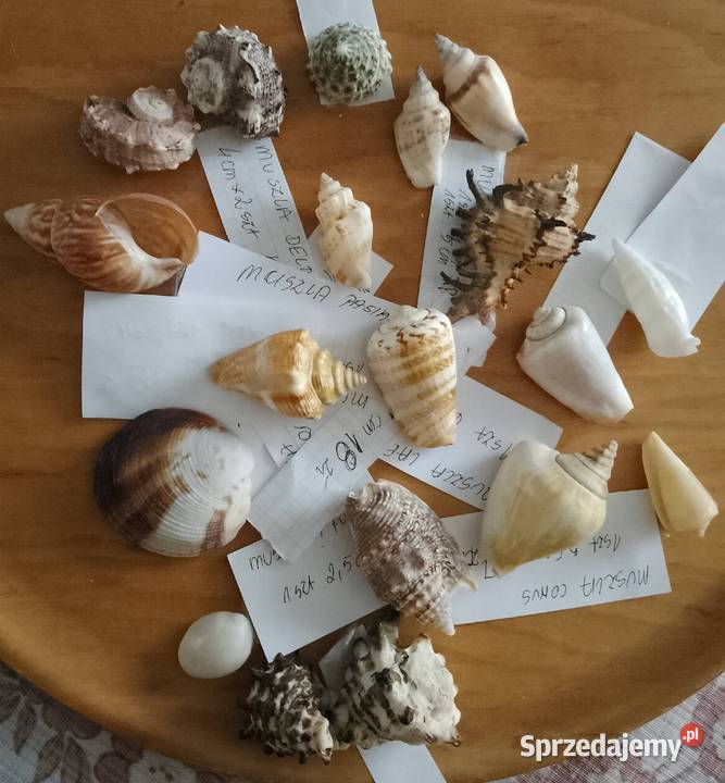 Muszle morskie kpl 19 sztuk