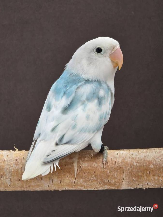 Nierozlaczka Fischer nierozłączki młode do Katowice