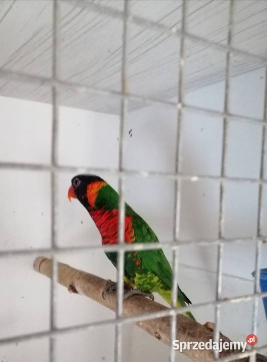 Lorysa górska samica Sulbiny