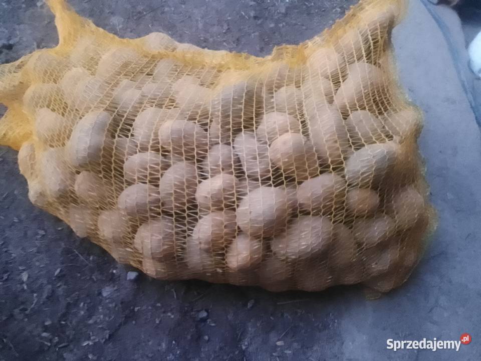 Ziemniaki sadzeniaki Kończyce Małe