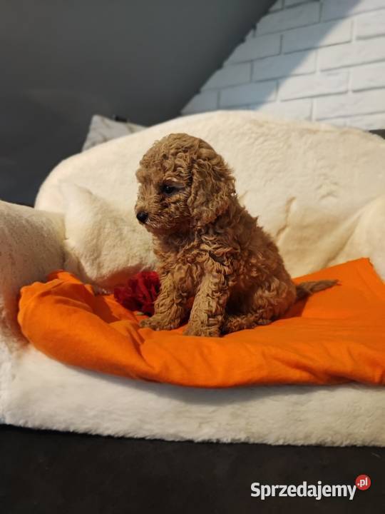 Pudle toy szczenieta Bolesławiec