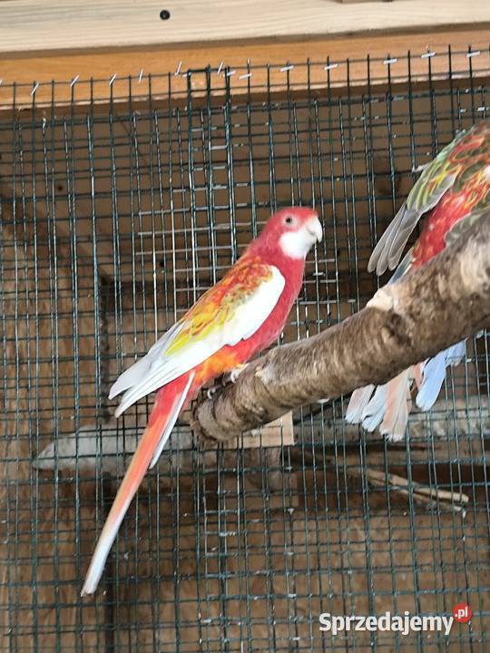 Papugi Rozelle Białolice parka lęgowa rubino Zwierzęta
