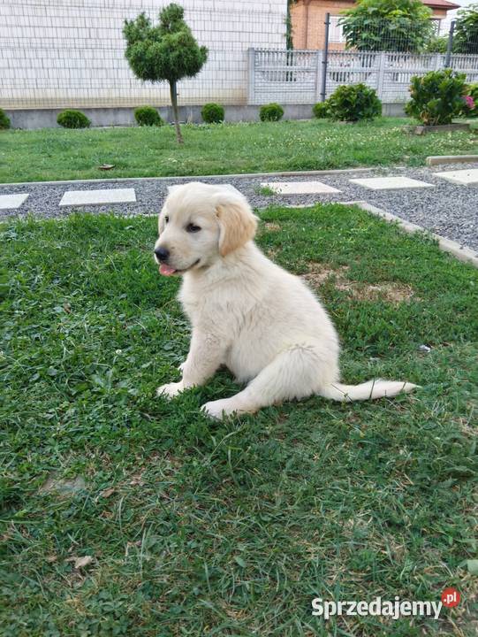 Golden retriever suczka Chodków Stary