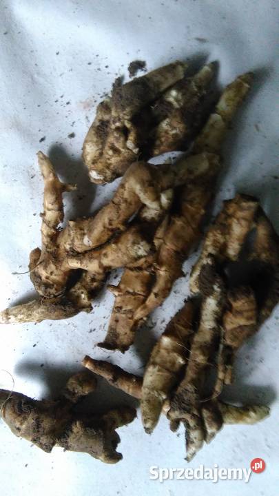 Topinambur Słonecznik bulwiasty opolskie