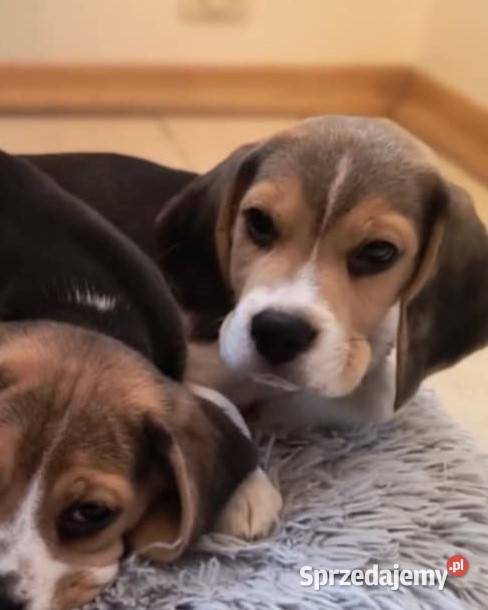 Cudowny Beagielek ZKwP FCI chamiponie mazowieckie Mińsk Mazowiecki