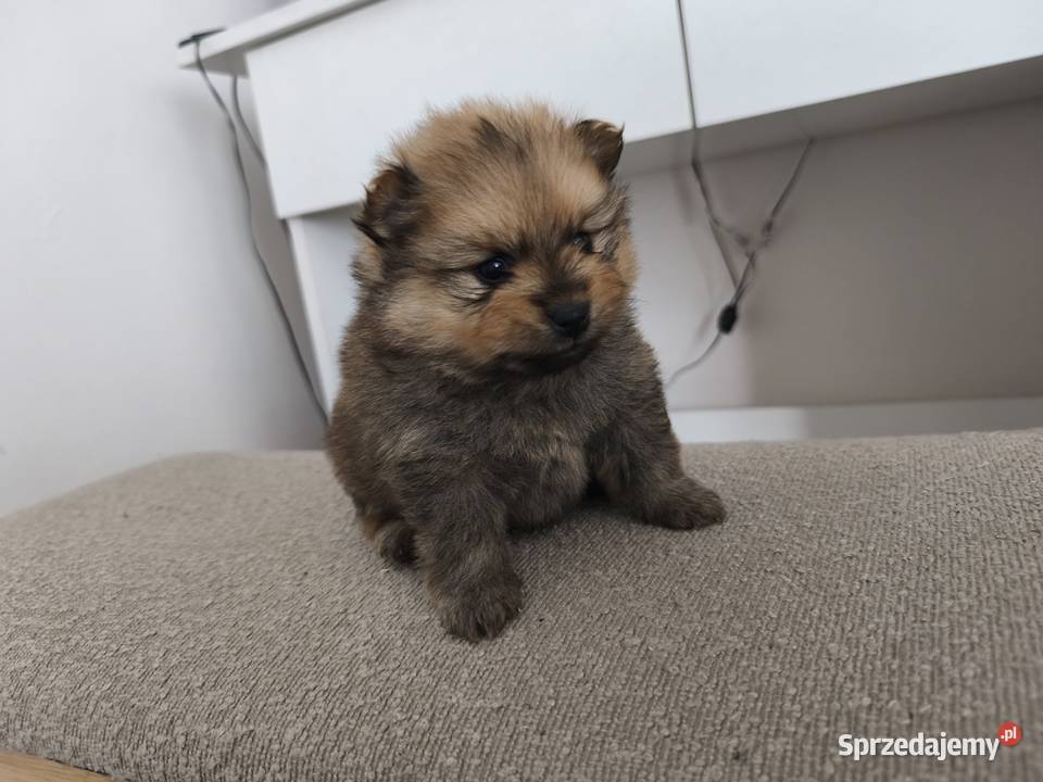 Pomeranian szczeniaki Szpic miniaturowy Lachowice