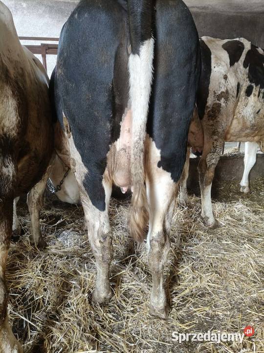 jałówki wysokocielne wielkopolskie Pępowo