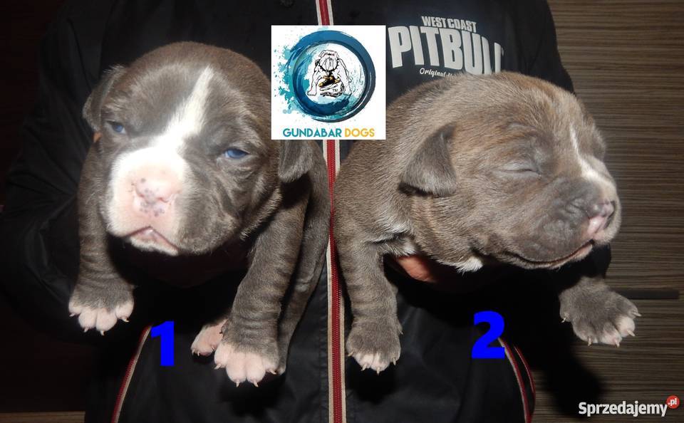 American BullyAmstaffPit Bull Szczeniaki z Koło sprzedam