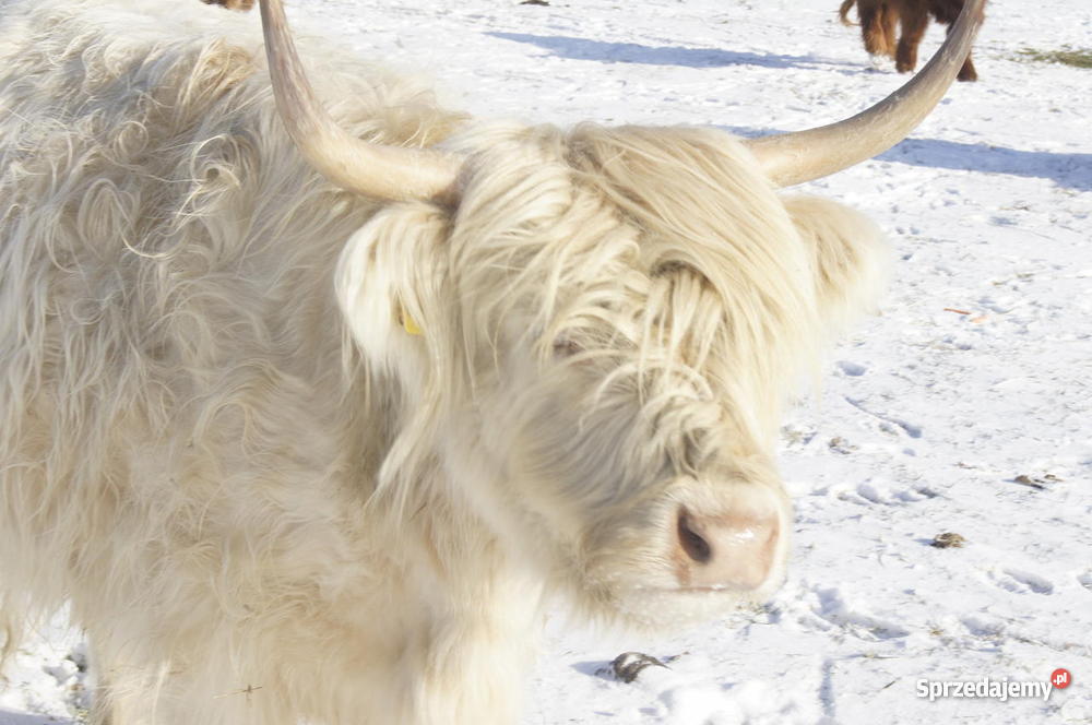 stado bydła Highland Cattle szkocka górska Niepoczołowice sprzedam