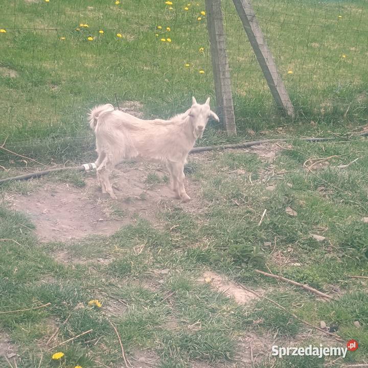 Koziołek cap krzyżówka anglonubijski karpacka sprzedam