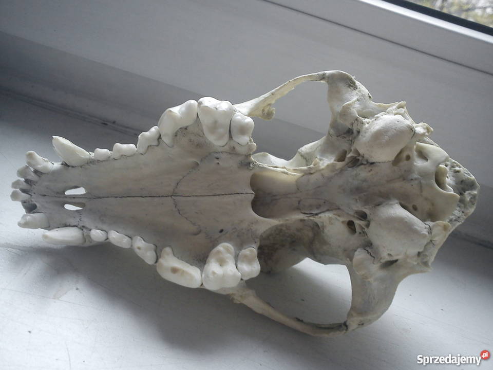 Czaszka psa studentów weterynarii lubelskie Lublin