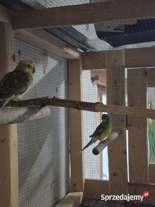 Sprzedam papugi całość śląskie Gogołowa sprzedam