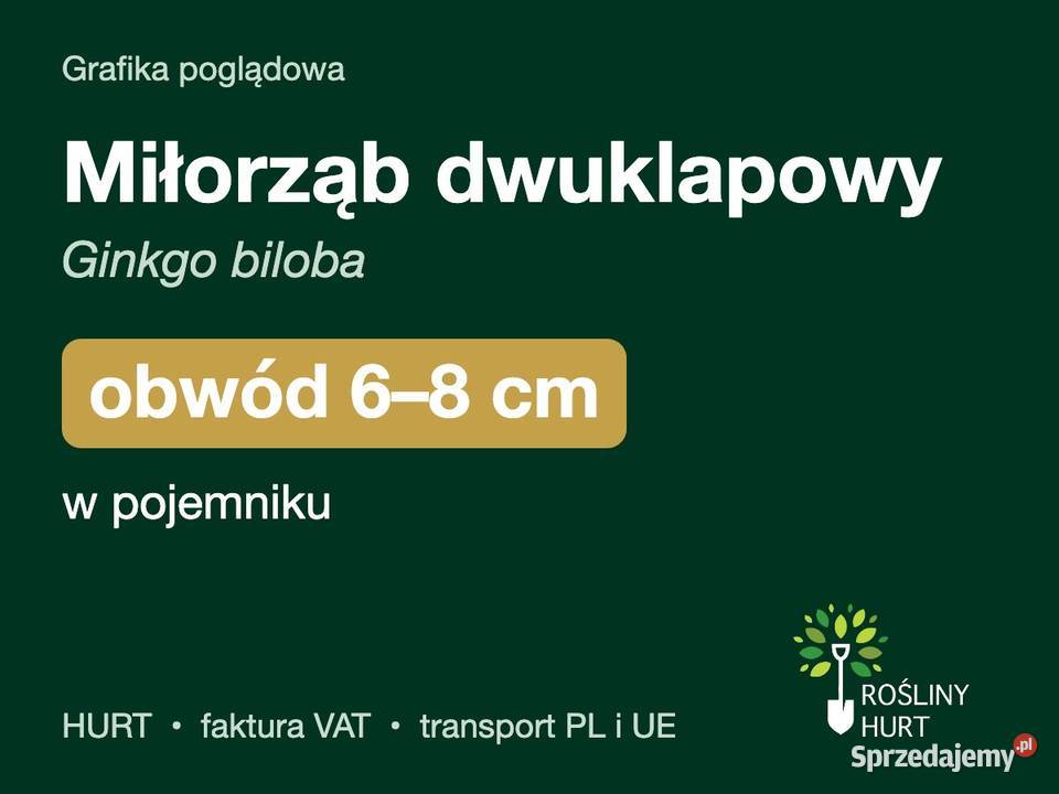 Miłorząb dwuklapowy Ginkgo biloba obwód 68 w