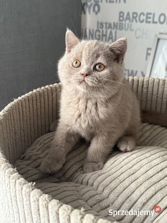 Brytyjski Krótkowłosy Krótkowłosa Płowa Tęczowy Kaźmierz