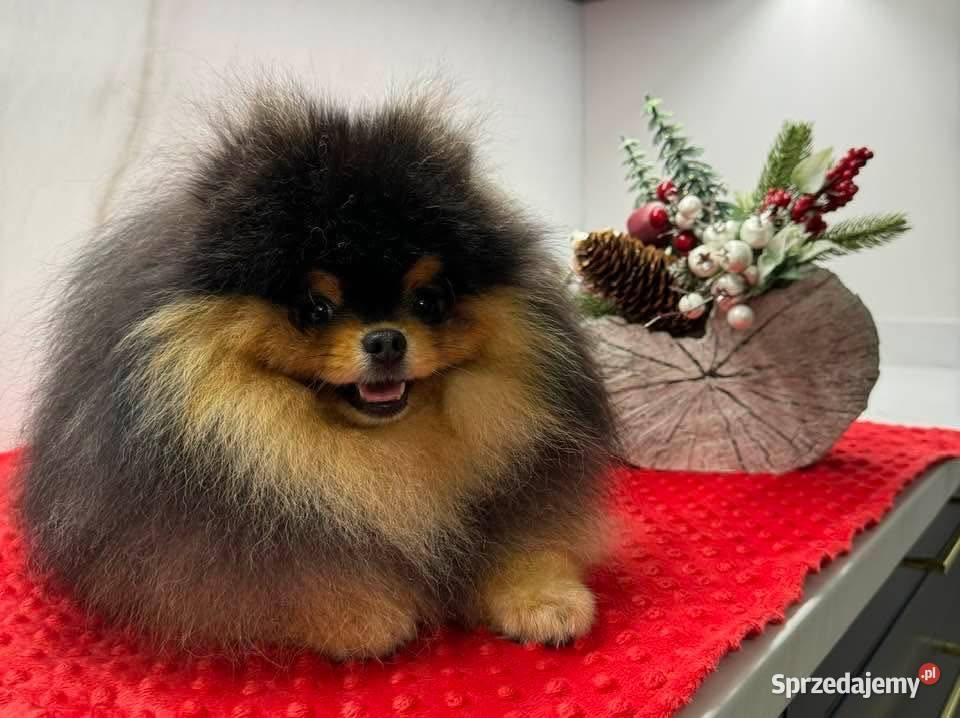 Szpic miniaturowy Pomeranian Mis Szpic miniaturowy mazowieckie Warszawa