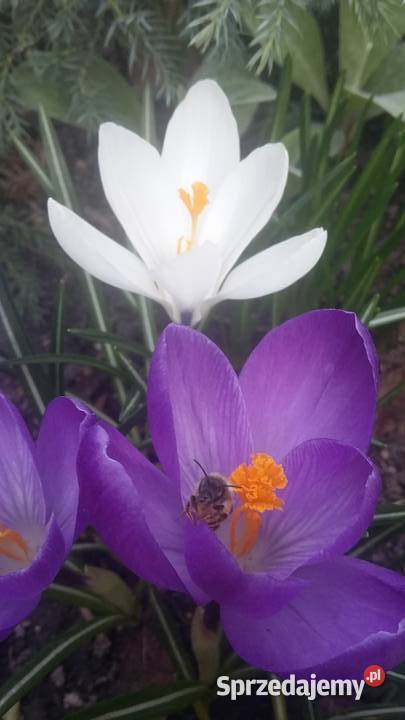 Pszczoła murarka ogrodowa formatki MDF płyty Lublin