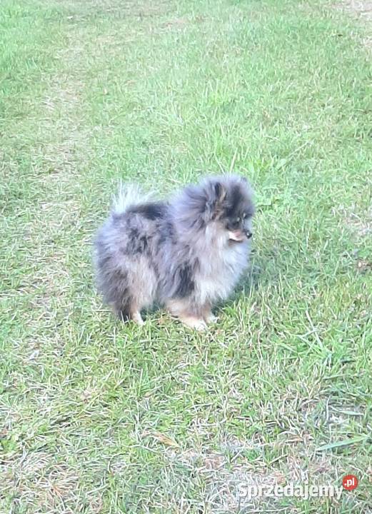 Szpic miniaturowy blue merle tan łódzkie Pabianice sprzedam