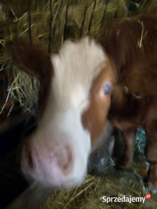 Jałówka roczna Nowy Sącz