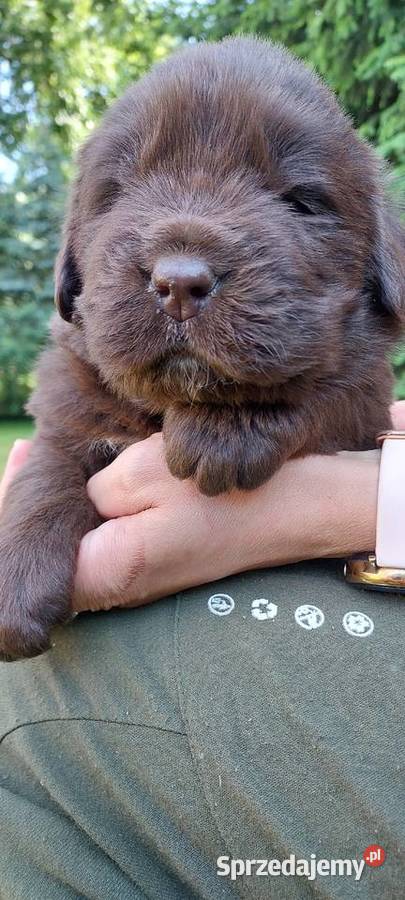 Nowofundland szczeniaki czekoladowe Mycielin