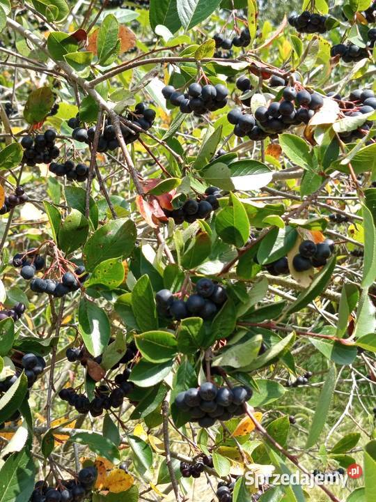 Aronia z własnej uprawy Rośliny
