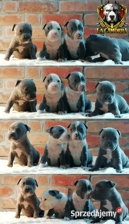 American Staffordshire Terrier Amstaff Zwierzęta Paczków