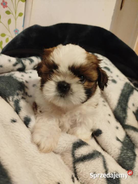 Piękne pieski shih tzu warmińsko-mazurskie Mrągowo