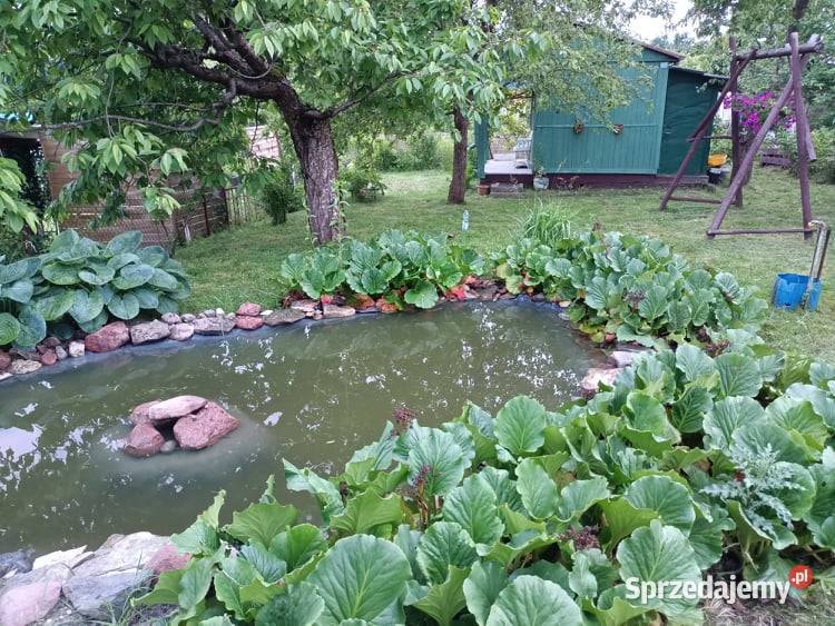 Działka ogrodowa SZAROTKA Ełk 300m2