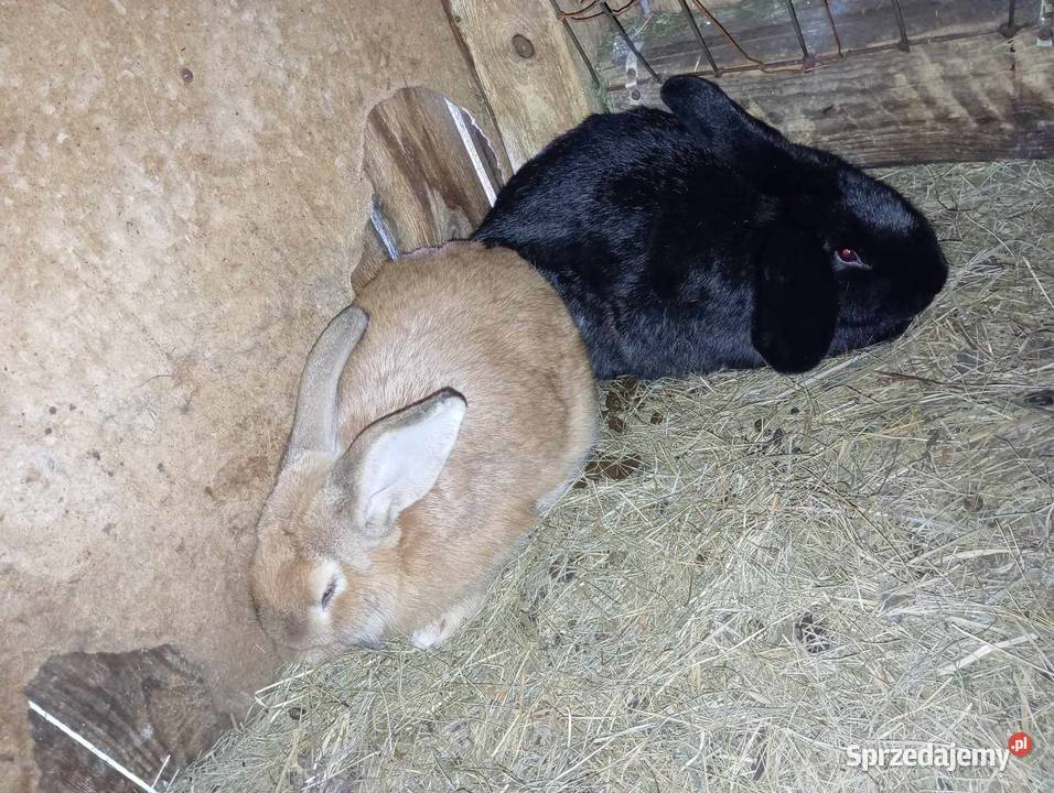 Sprzedam Króliki Przasnysz