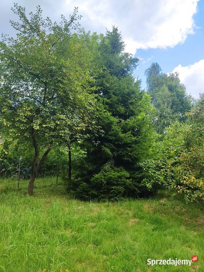 Duży ogródek działkowy ROD Sosnowiec 855m2 sprzedam