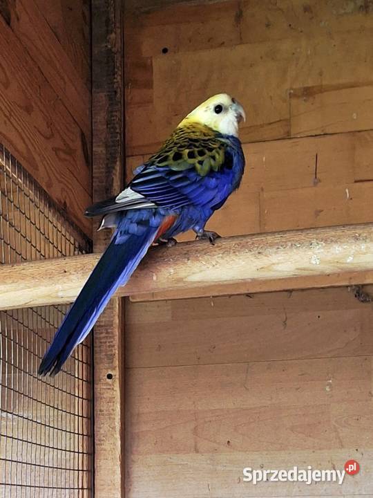 Papużka zmieni dom
