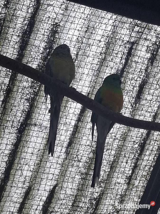 Papugi świergotki Rydułtowy