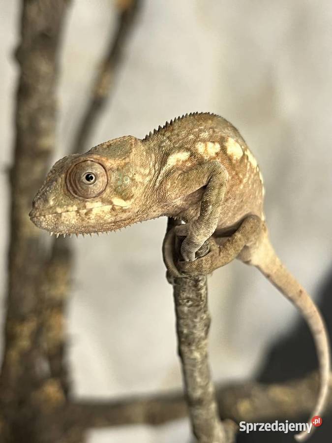 Kameleon lamparci 4 samiczki Tczew