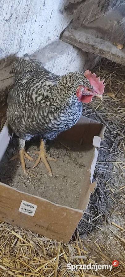 Młode koguty z wolnego wybiegu różne rasy Michów