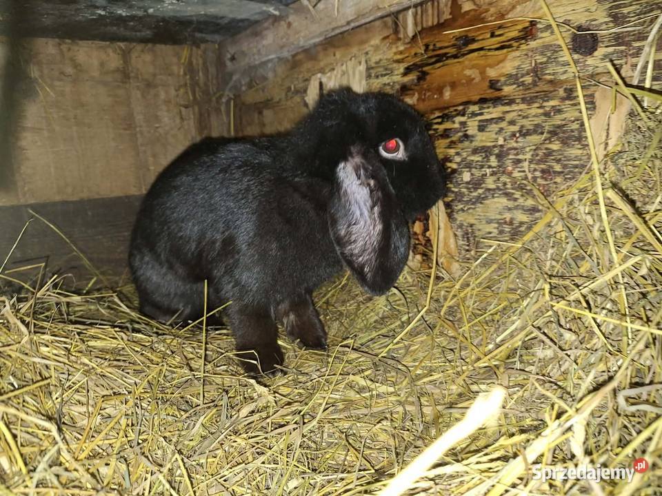 sprzedam króliki ponieważ likwiduje hodowle Rolnictwo Radlna
