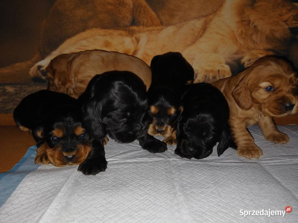 Śliczne Szczenięta Cocker Spaniel Angielski łódzkie Sieradz