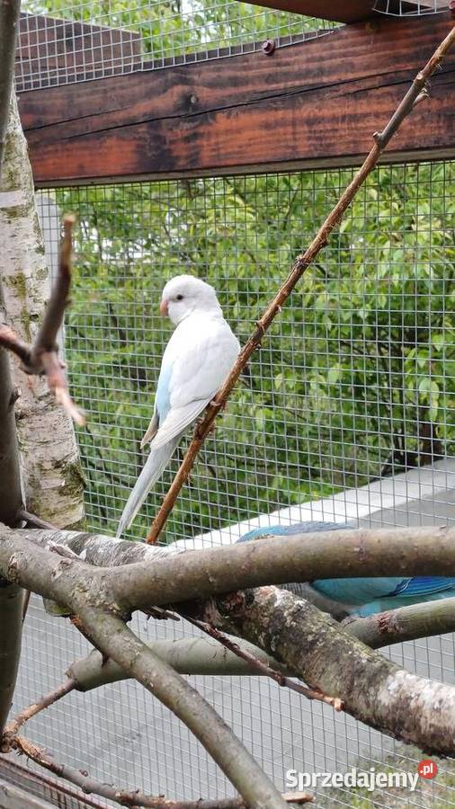 Mnichy nizinne nierozlaczki Stalowa Wola