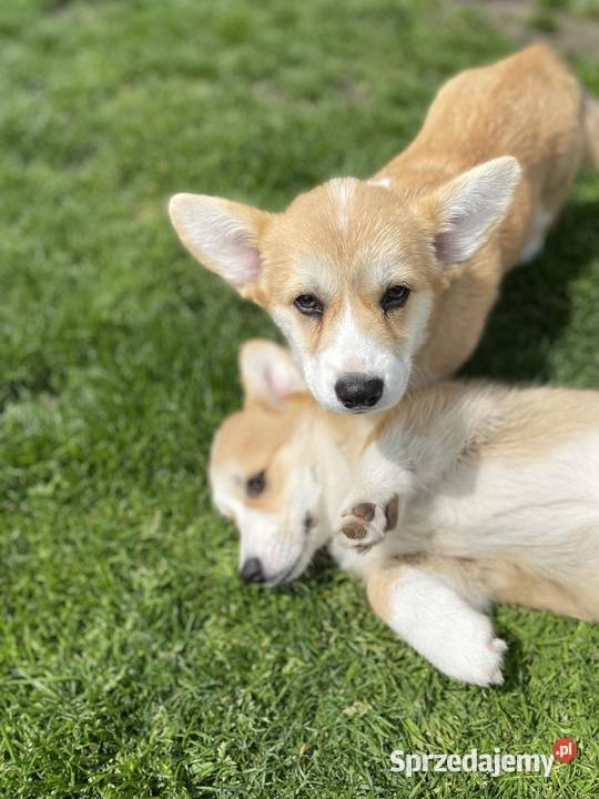 Welsh Corgi Pembroke FCI Dębowa Góra