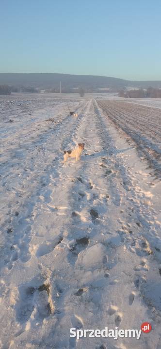 Jack russel terierr reproduktor świętokrzyskie