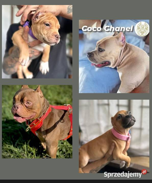 American Bully ABKC suczki Kraków