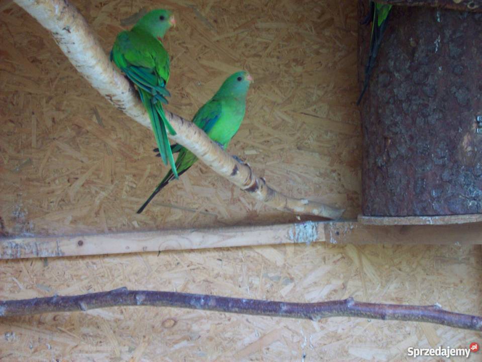 Papugi barabandysamce 2017r śląskie Gilowice