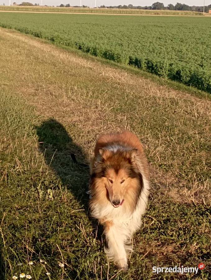 Pies Owczarek Szkocki Collie Koźmin Wielkopolski