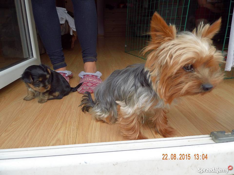 szczeniaki Yorki Psy Sanok sprzedam