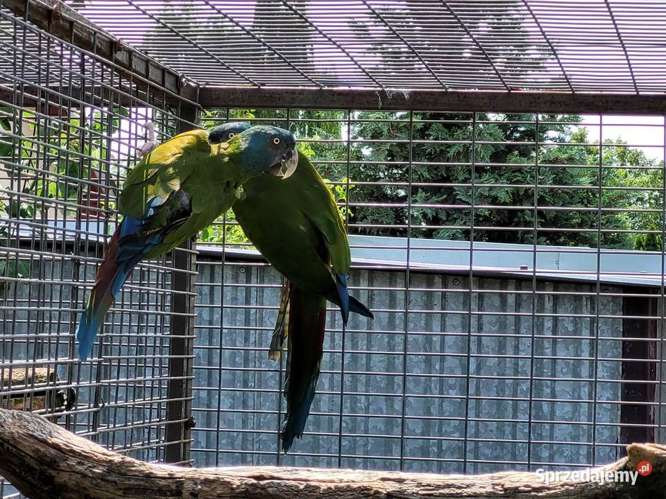 Ara Ary koloni Coloni Para 2014r wielkopolskie Niepruszewo