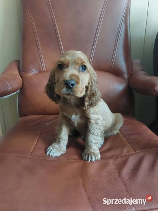 Cocker Spaniel Angielski złoty rudy piesek Okolusz
