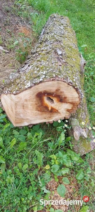 Grusza kłoda pień klocek dłużyca drzewo drewno Susiec