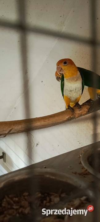 Barwinki Samice Czarnogłowa i Bialobrzucha Jastrzębie-Zdrój